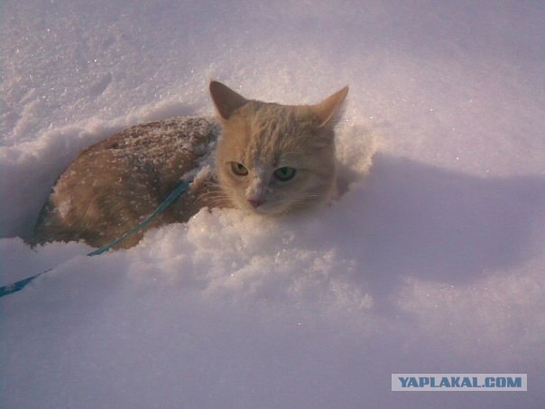 Вчера был Всемирный день кошек