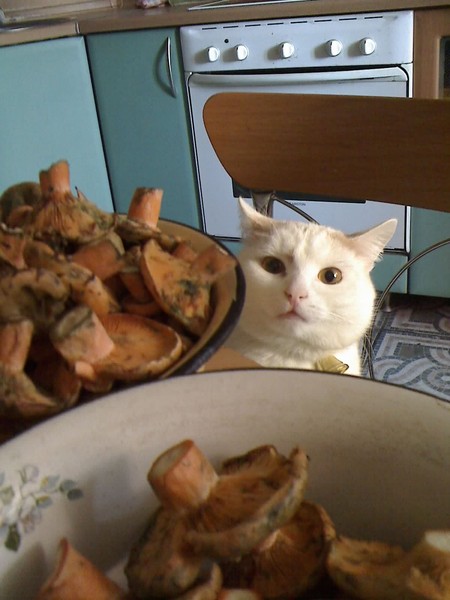 Кошачье любопытство