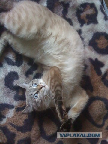 Котовторник - С праздником, котоводы!