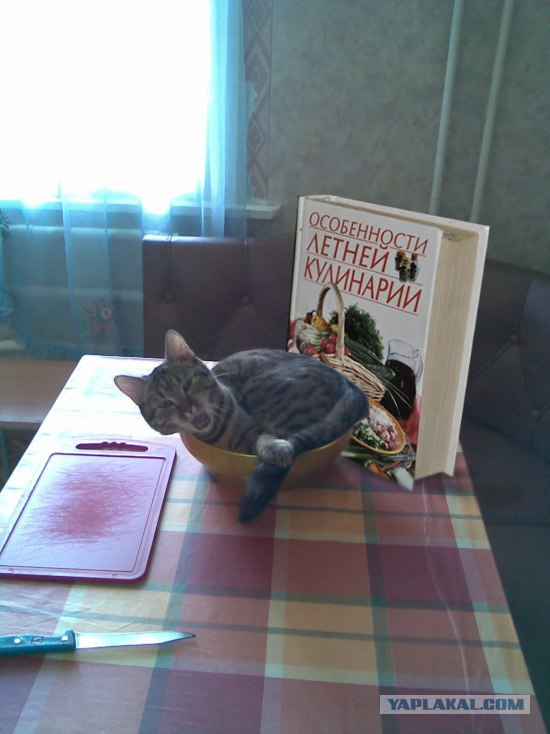 Сегодня котовторник, а котиков все нет
