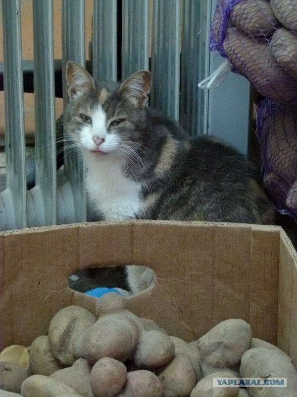 Котейкин вторник! Космический 12.04!