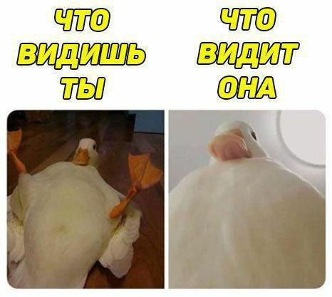 Немного веселых картинок из этих наших интернетов