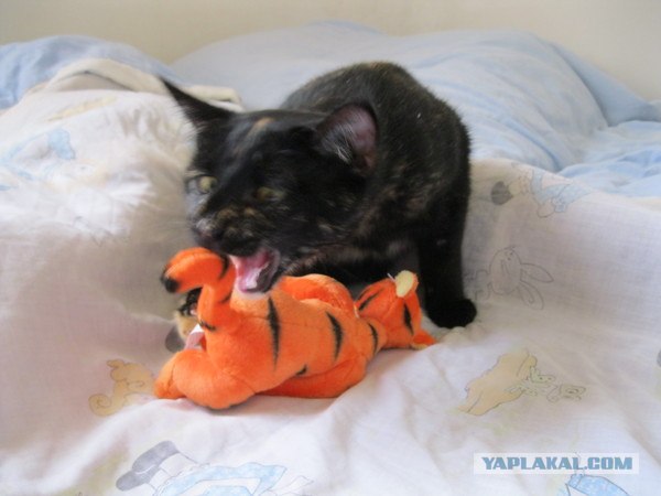 Котовторник 20.12.2011