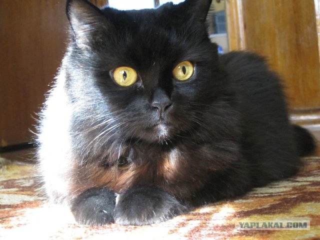 Котовторник (28.02.2012)