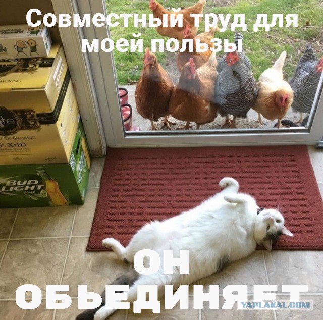 Подборка интересных и веселых картинок 24.01.19