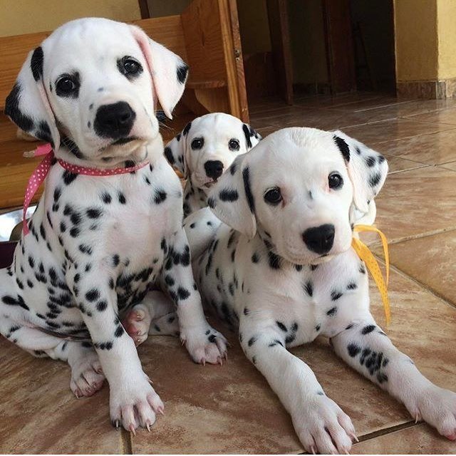 Эти забавные животные