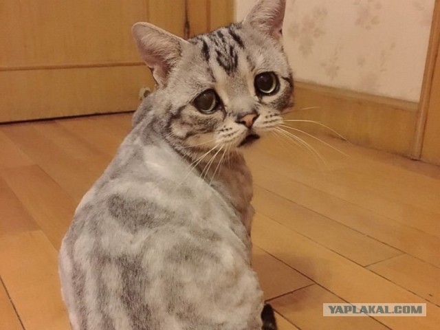 Подборка стриженных кошек