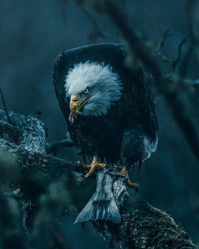 ПозитиФ Чик