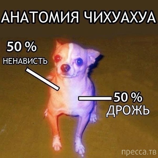 Чихуахуята