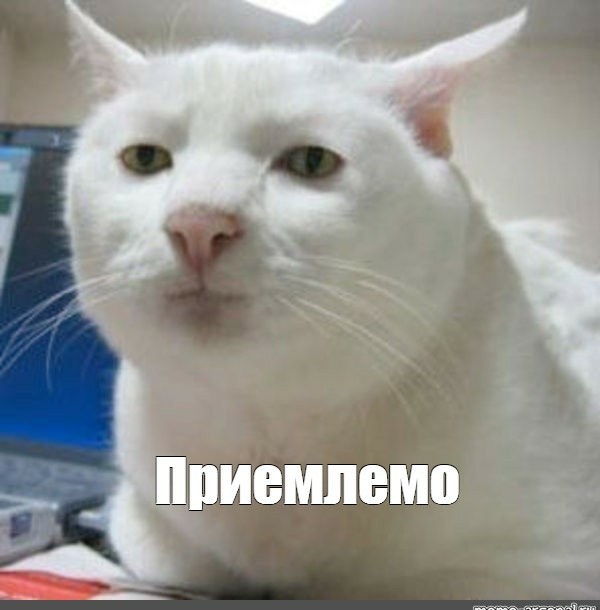 Набор стикеров для VIBER из мемных котов