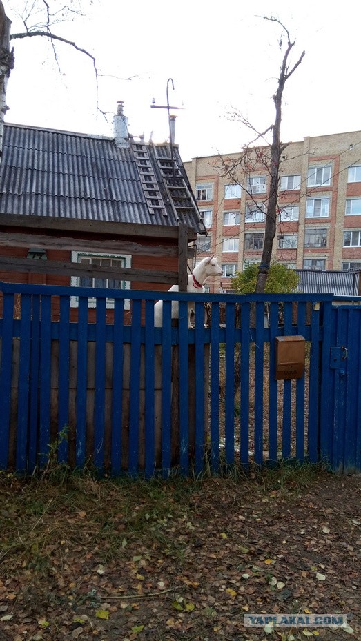 Моё увлечение
