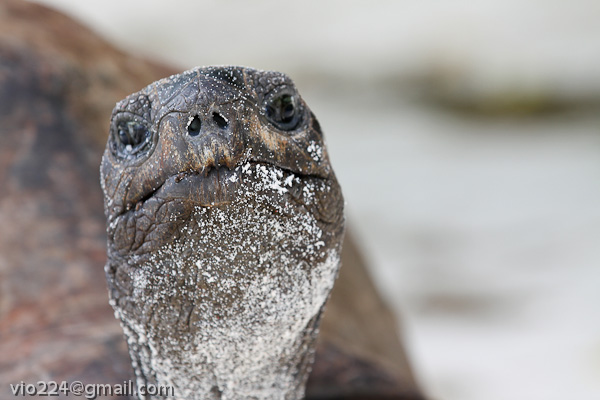 Сейшеллы октябрь 2012