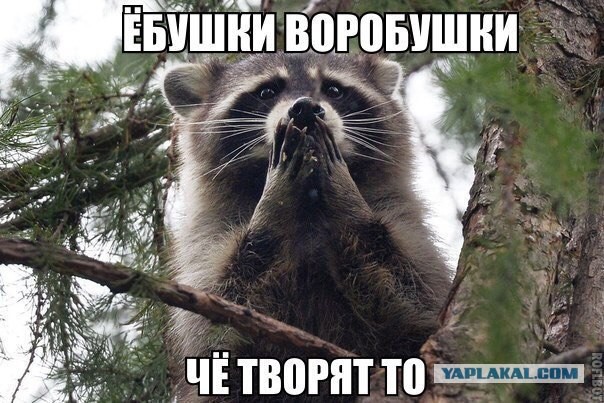 В данном случае жаль полицейских и супруга с рогами
