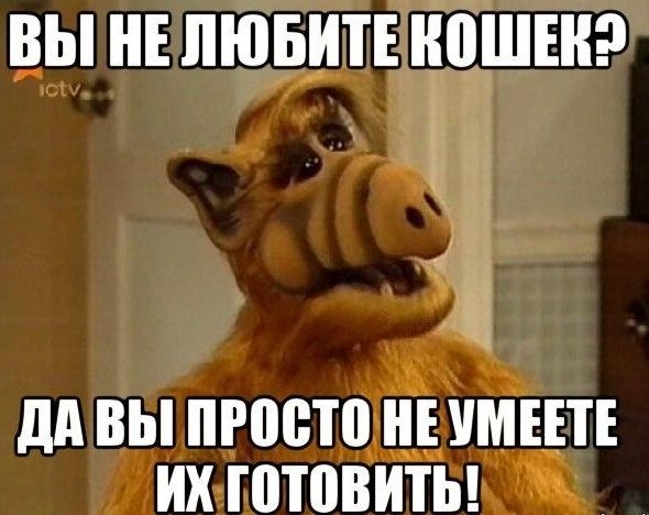 Рыжая КОТлетка