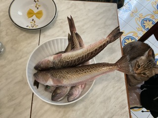 Показываем рыбов