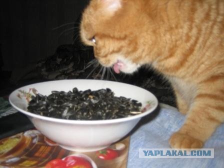Котовторник