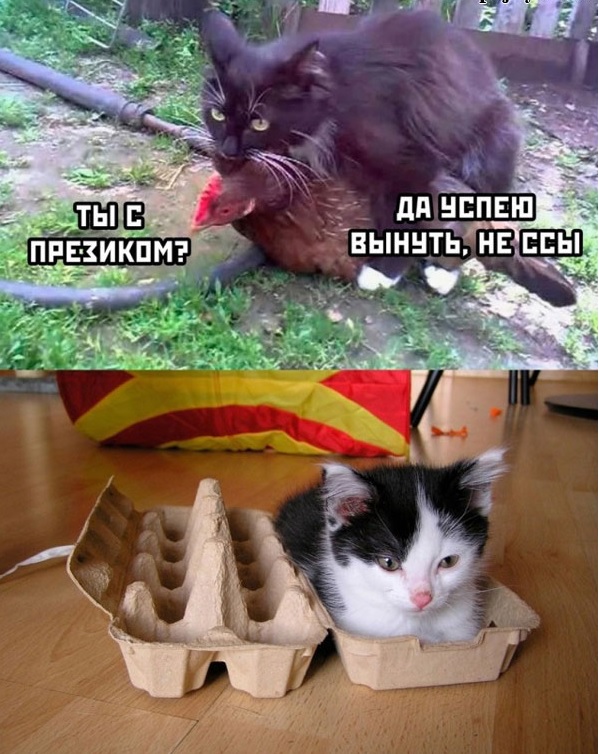 К котовторнику: подборка картинок-баянов с котиками и про котиков. Выпуск 12
