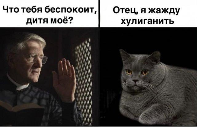 Подборка картинок к котовторнику