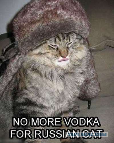 Котовторник   31.12.  2013