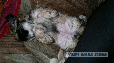 Как спят щенки?