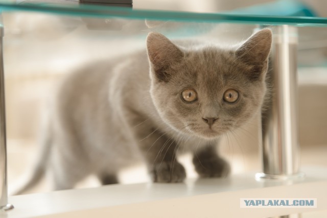 Котовторник 18.03.2014