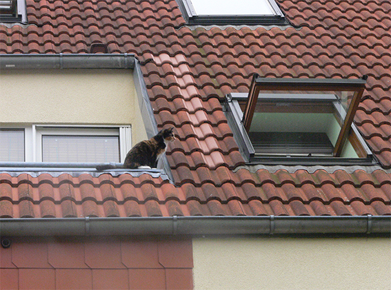 Котовторник 27.5.2014