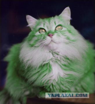 Чёрт, чёрт, чёрт!