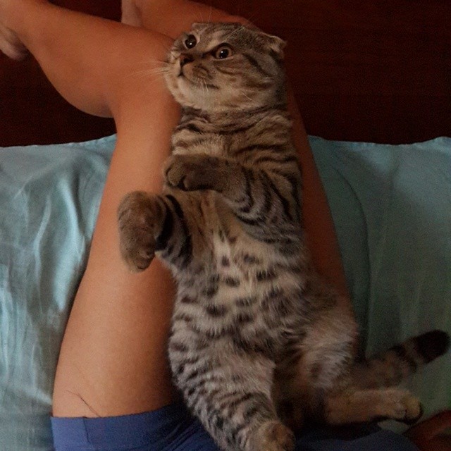 Котовторник 02.09.2014