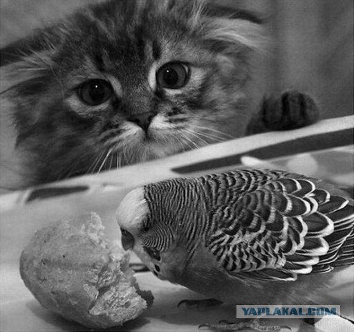 Котэ, которых застали врасплох