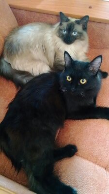 Котовторник  21.07.2015