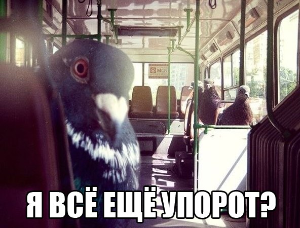 Минутка наркомании на ЯПе