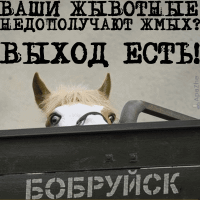 Все о КОНЯХ, ЛОШАДЯХ, ОСЛАХ