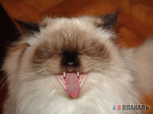 Коты, кошки, котята