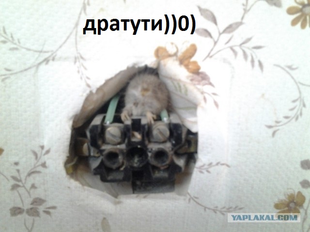 Короткое замыкание через таракана