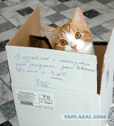 Выглядывающие коты