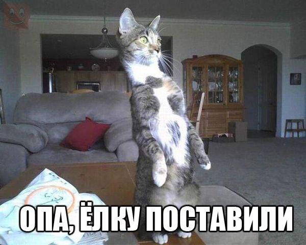 Коты из сети
