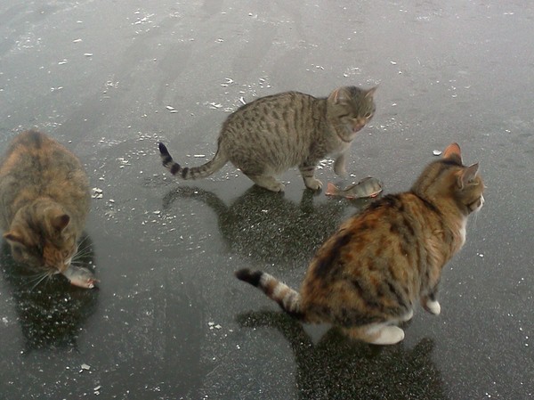 Коты из сети