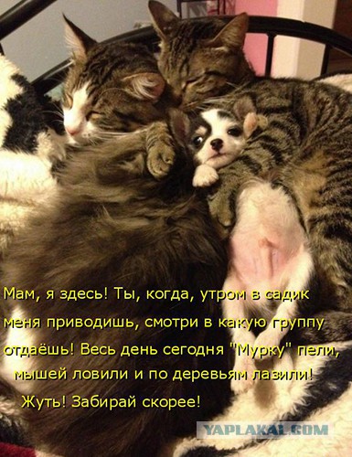 Картинки из ваших интернетов