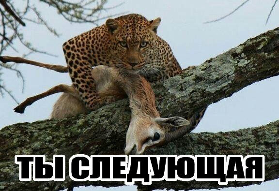 Доза раскумара на новую неделю