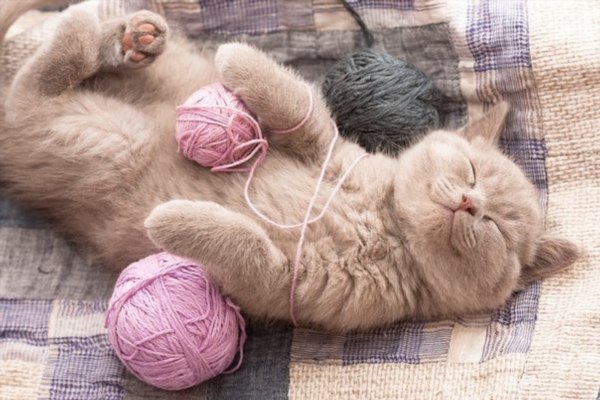 Коты из сети