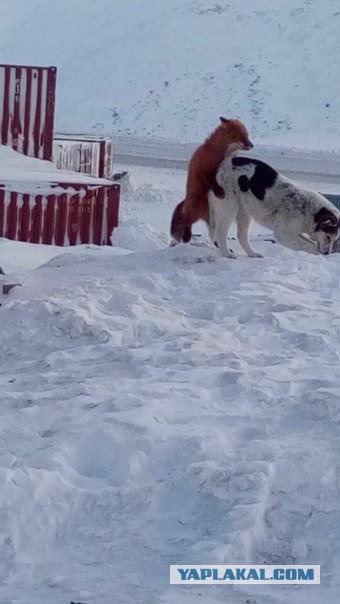 Рабочие кормят лис и росомаху в Якутии