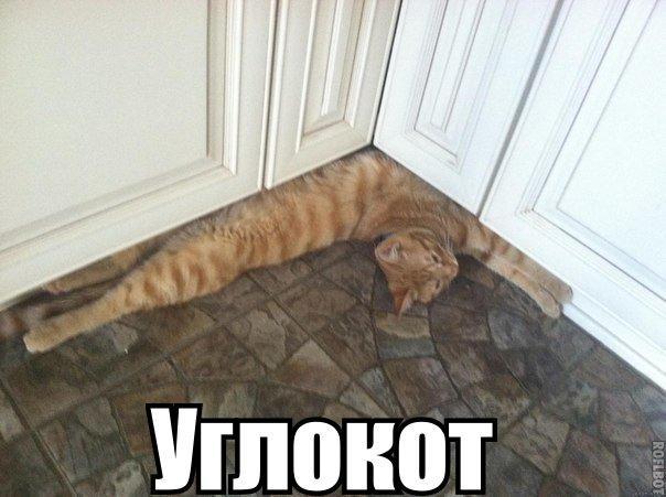 Коты и Кошки
