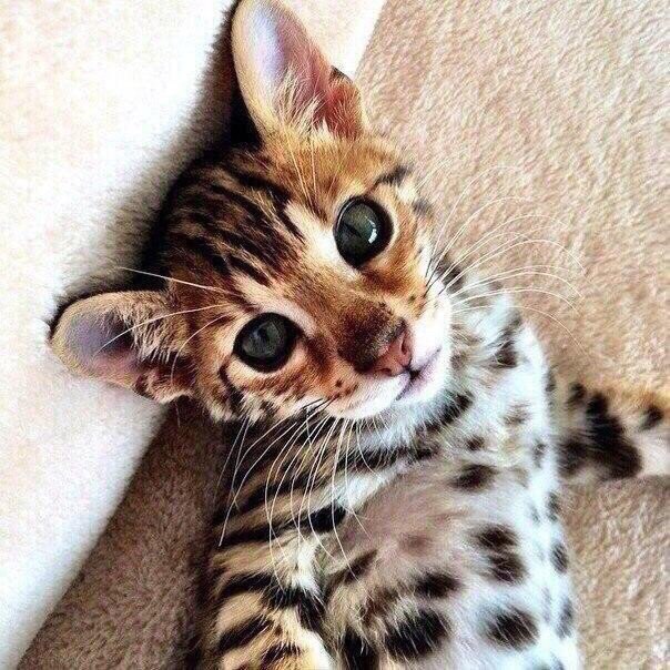 Коты и Кошки