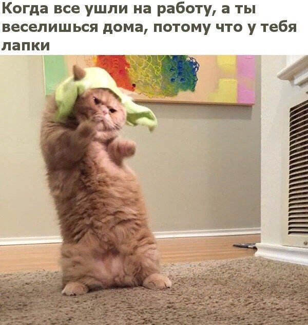 Коты и Кошки