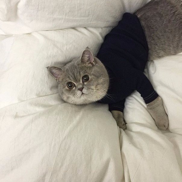 Коты и Кошки