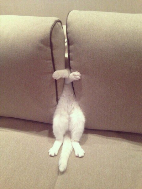 Коты и Кошки