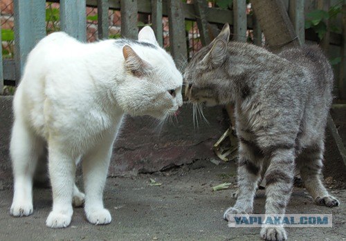 И снова во вторник - котовторник