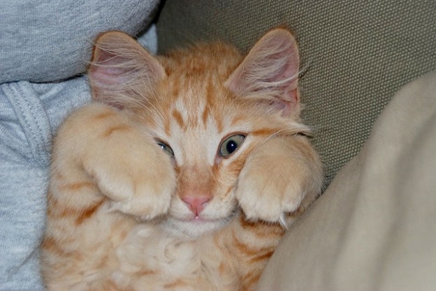 Котейкин вторник! Космический 12.04!
