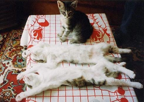 Котовторник на середину июня