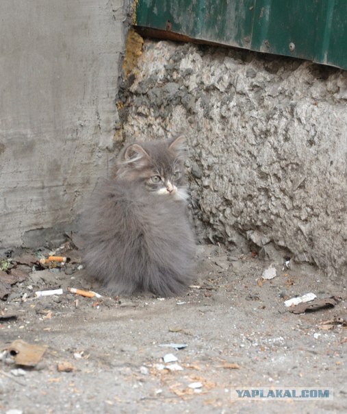 Котовторник 24.04.2012